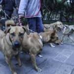 Low angle shot of a dog walker with multiple dogs in Mexico City.