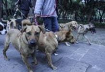 Low angle shot of a dog walker with multiple dogs in Mexico City.