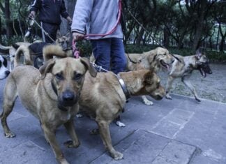 Low angle shot of a dog walker with multiple dogs in Mexico City.