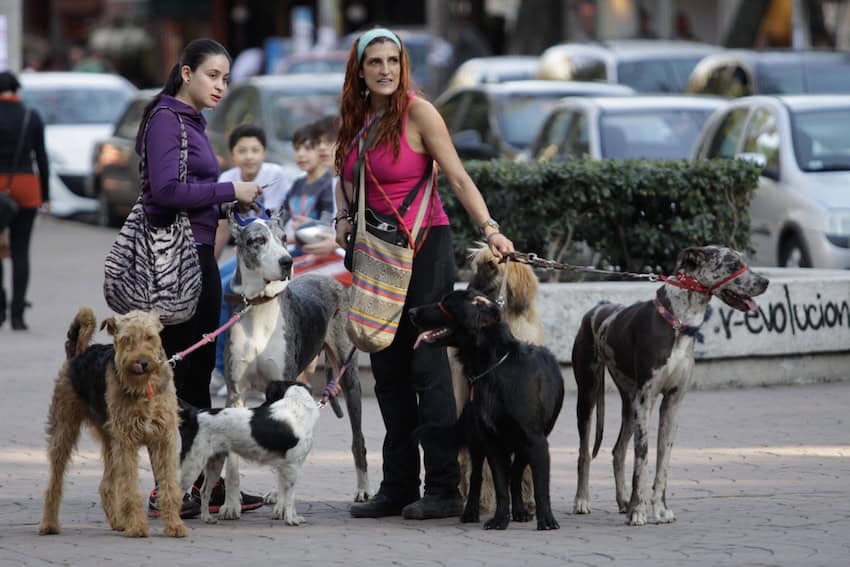 A woman walks several dogs in Mexico City.