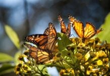 monarchs