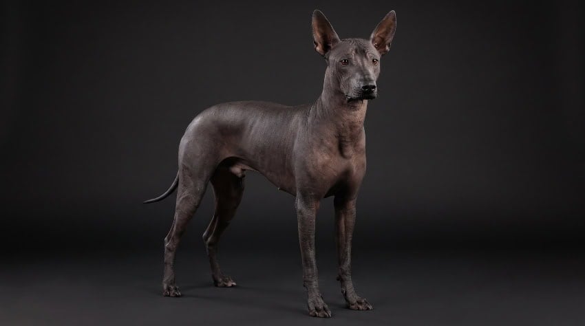 Xoloitzcuintle contra un fondo negro