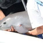 A man holds a small vaquita porpoise in his arms