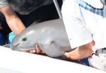 A man holds a small vaquita porpoise in his arms