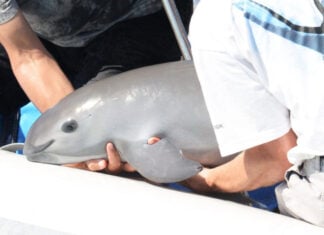 A man holds a small vaquita porpoise in his arms