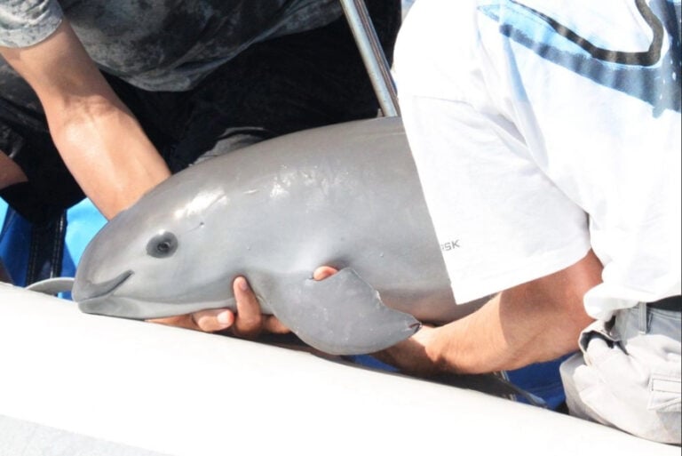 Mexico reduces fishing restriction area by 86%