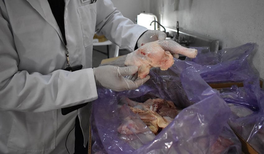 CHicken meat inspection