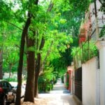 Tree-lined street in the Polanco neighborhood of Mexico City