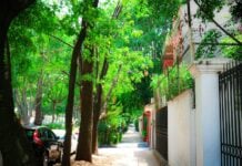 Tree-lined street in the Polanco neighborhood of Mexico City