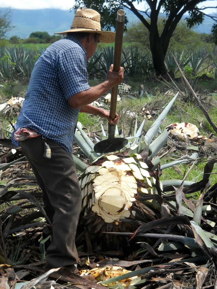 A jimador using a coat de jima to harvest agave