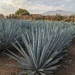 Rows of Agave tequilana.
