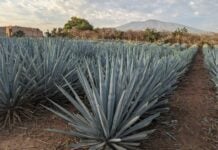 Rows of Agave tequilana.