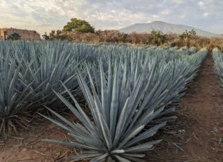 Rows of Agave tequilana.