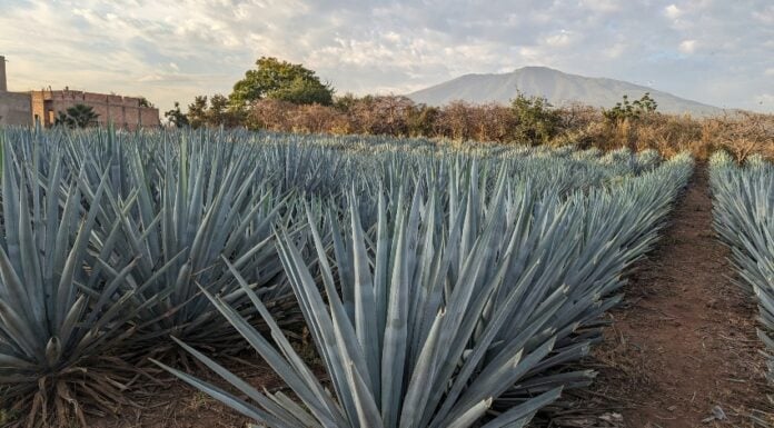 Rows of Agave tequilana.