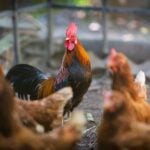 Rooster and hens on the farm