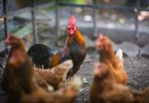 Rooster and hens on the farm