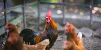Rooster and hens on the farm
